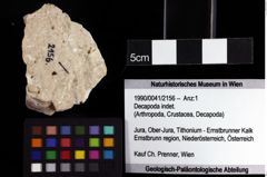 Foto (Objket + Etiketten) von Decapoda indet. 